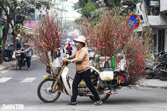 Hanoi streets covered in pink peach blossoms as Tet nears - 4