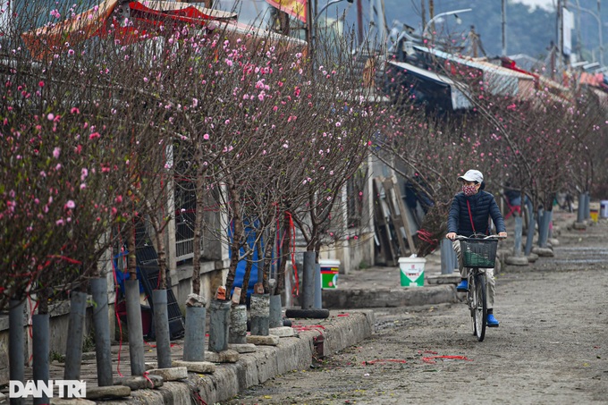 Hanoi streets covered in pink peach blossoms as Tet nears - 6
