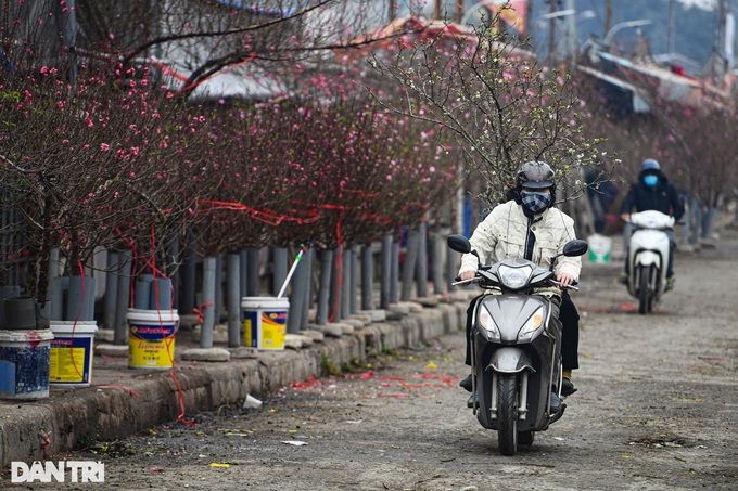 Hanoi streets covered in pink peach blossoms as Tet nears - 2