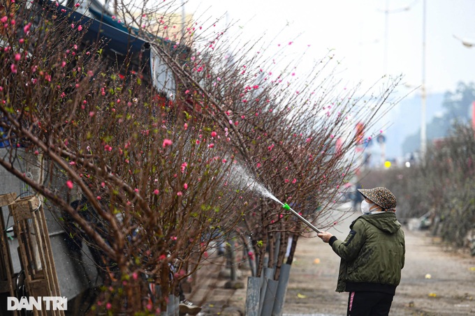 Hanoi streets covered in pink peach blossoms as Tet nears - 3