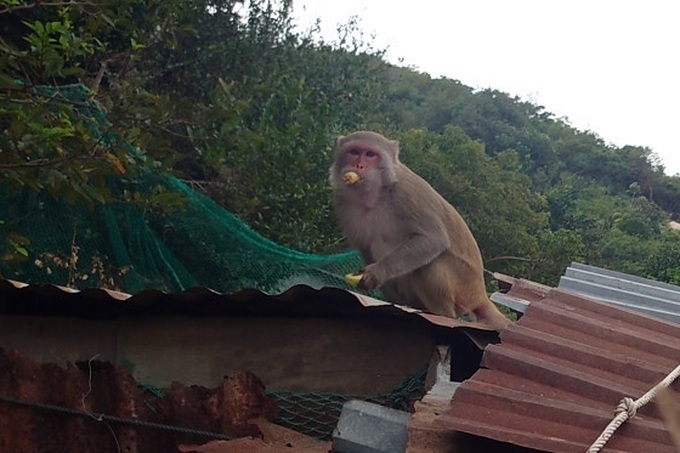 Hundreds of monkeys disturb Khanh Hoa residents - 1