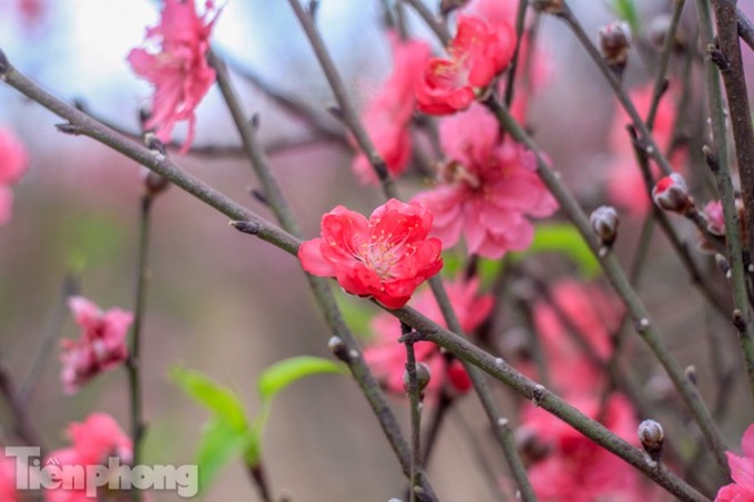 Early peach blossoms worry Hanoi growers - 8