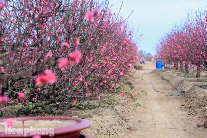 Early peach blossoms worry Hanoi growers - 3