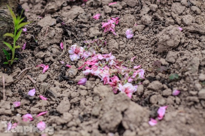 Early peach blossoms worry Hanoi growers - 2