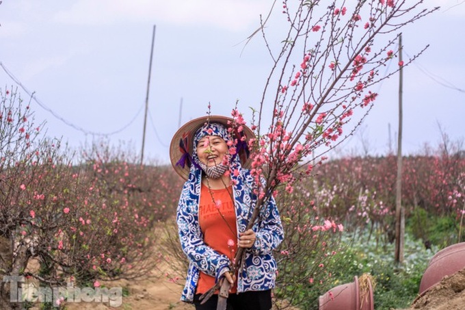Early peach blossoms worry Hanoi growers - 4