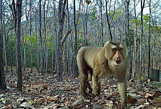Many rare animals captured in Binh Thuan forest - 1 Many rare animals captured in Binh Thuan forest - 1