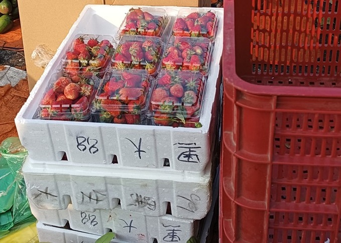 Traders' frauds cause losses to Dalat's strawberry farmers - 2 Traders' frauds cause losses to Dalat's strawberry farmers - 2