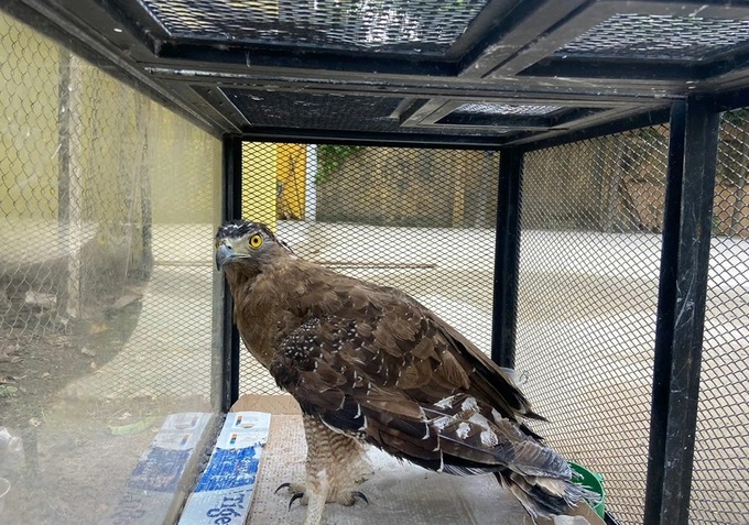 Three wild animals handed over to Danang forest rangers - 1