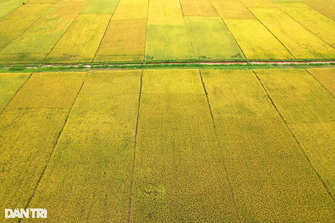 Rice harvesting season in Hanoi - 6