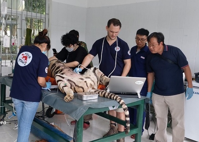 Seven tigers at Phong Nha-Ke Bang National Park moved to new home - 1 Seven tigers at Phong Nha-Ke Bang National Park moved to new home - 1