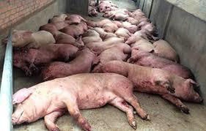 Two more localities hit by African swine fever - 1 Two more localities hit by African swine fever - 1