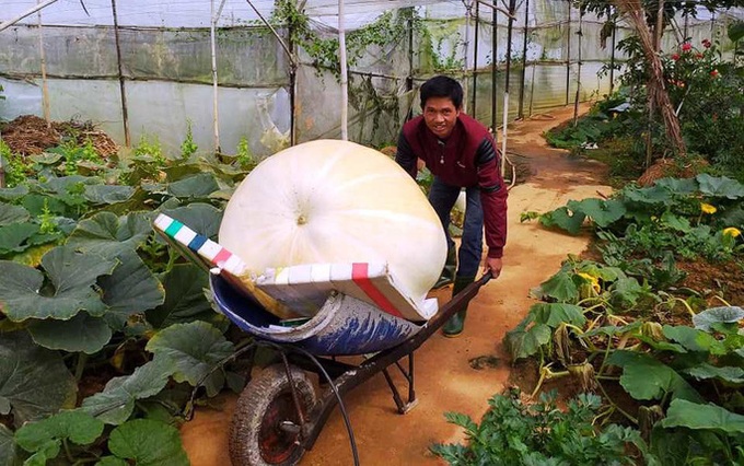 Giant pumpkins prepared for Halloween - 4