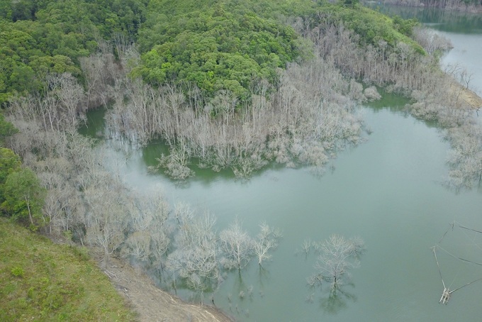 Kon Tum to define those responsible for mass forest death - 2