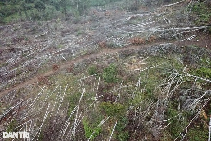 Large area of forest are destroyed in Kon Tum - 2