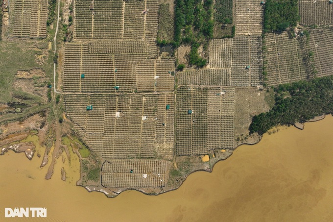 Hanoi Buddha’s hand orchards devastated by flooding - 2