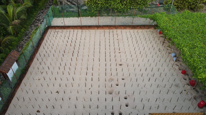 Con Dao National Park releases nearly 123,000 baby turtles - 1 Con Dao National Park releases nearly 123,000 baby turtles - 1