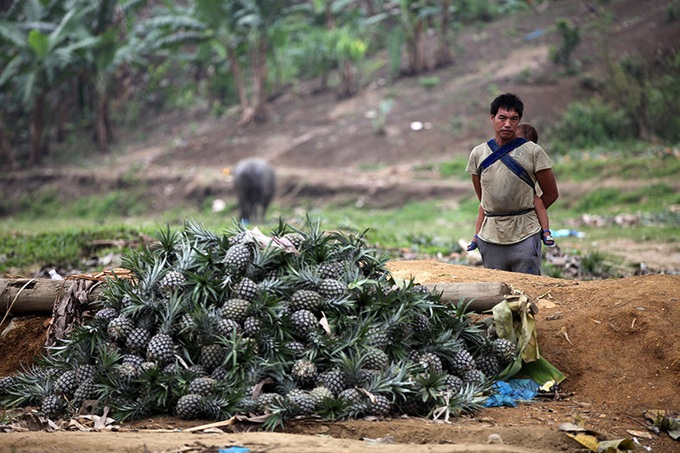 Pineapples dumped following halt to Chinese exports - 1