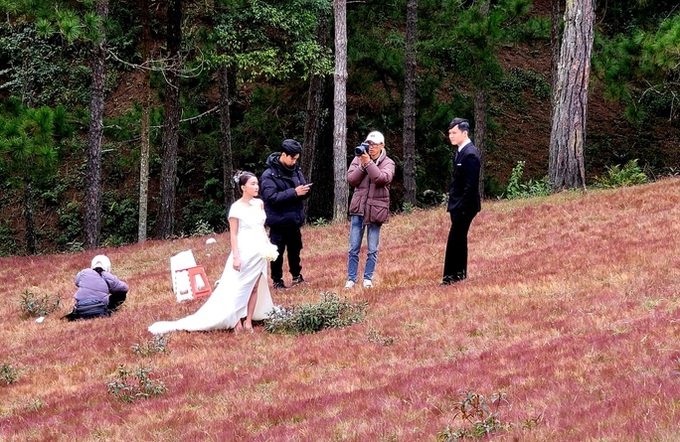 Stunning beauty of Lam Dong pink grass hills - 8