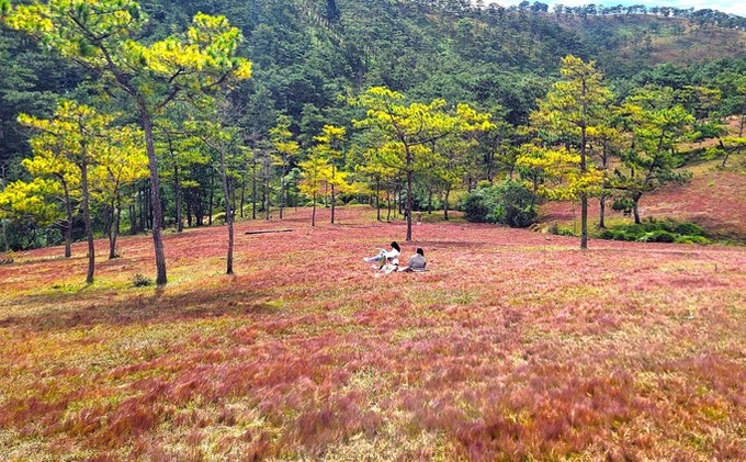 Stunning beauty of Lam Dong pink grass hills - 7