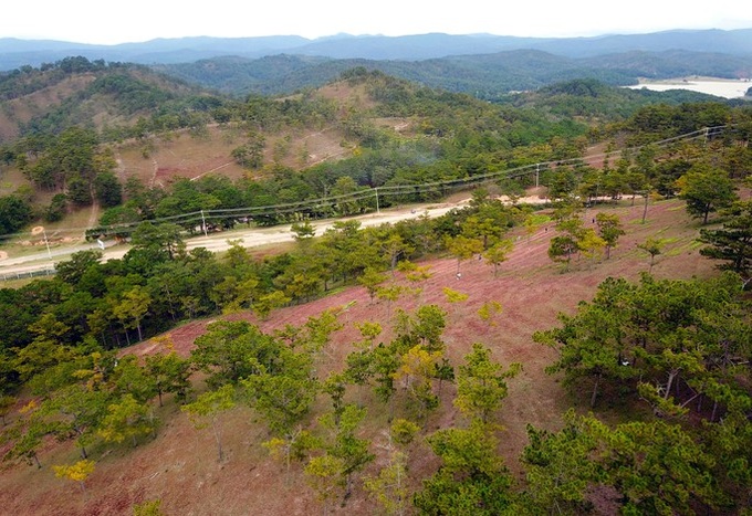 Stunning beauty of Lam Dong pink grass hills - 2