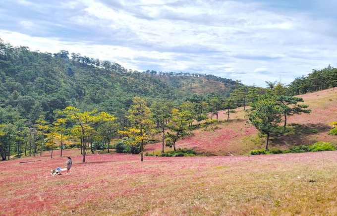 Stunning beauty of Lam Dong pink grass hills - 3