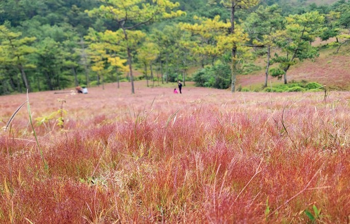 Stunning beauty of Lam Dong pink grass hills - 5