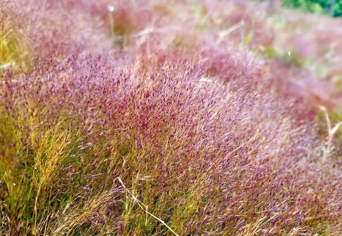 Stunning beauty of Lam Dong pink grass hills - 4