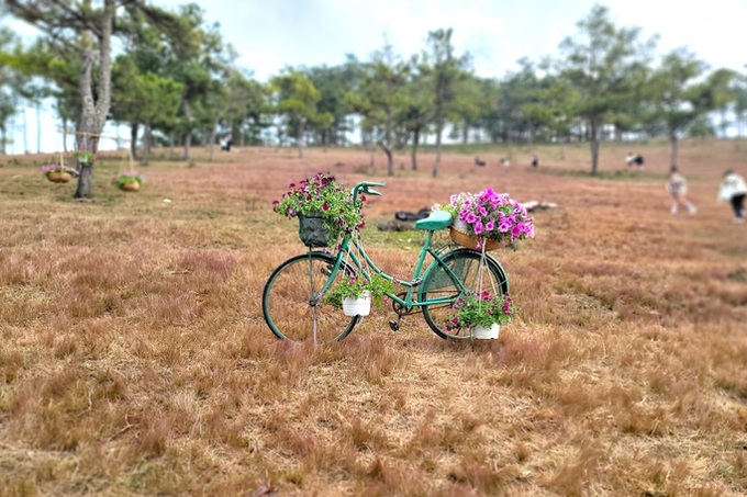 Stunning beauty of Lam Dong pink grass hills - 6