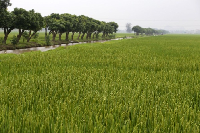 Rice paddy fields in Hanoi’s outskirts - 1