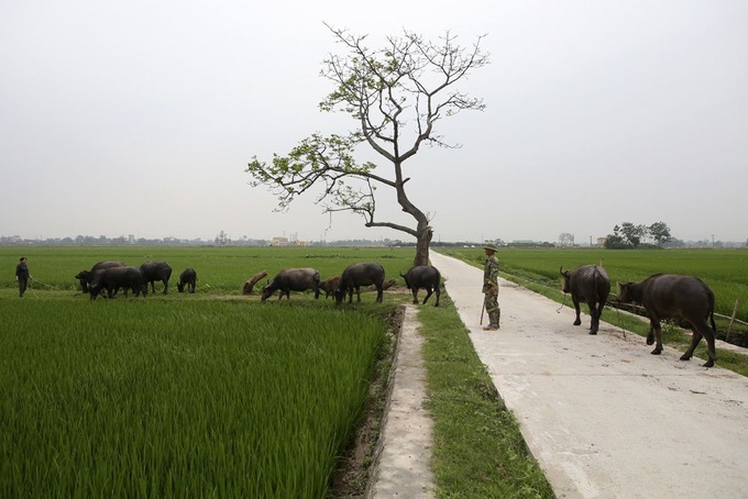 Rice paddy fields in Hanoi’s outskirts - 8