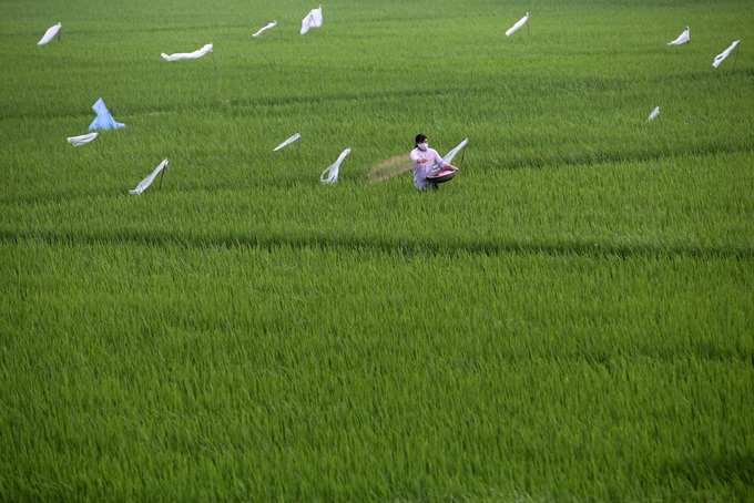 Rice paddy fields in Hanoi’s outskirts - 9