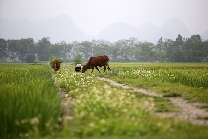 Rice paddy fields in Hanoi’s outskirts - 4