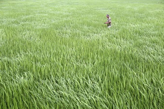 Rice paddy fields in Hanoi’s outskirts - 3