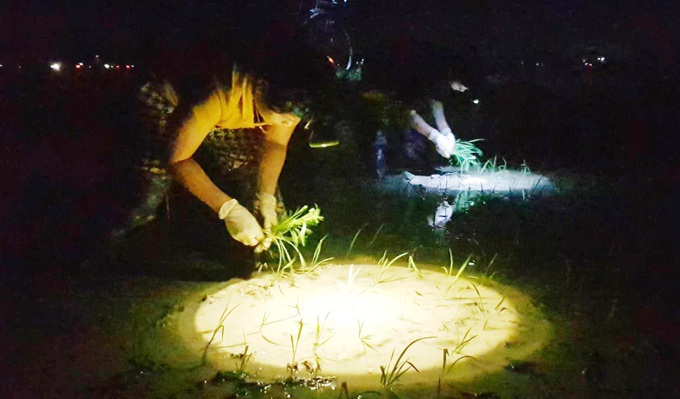 Farmers work nights to escape scorching heat - 4