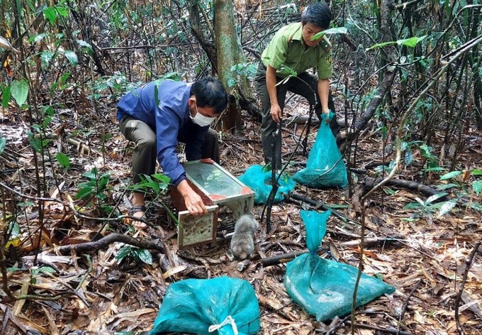 Rare Dak Nong animals released into the wild - 1