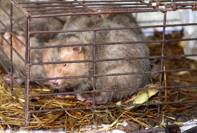 Wild animals die while waiting for investigations in Quang Tri - 1 Wild animals die while waiting for investigations in Quang Tri - 1