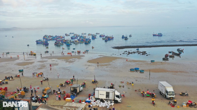 Anchovy season in Quang Ngai - 1