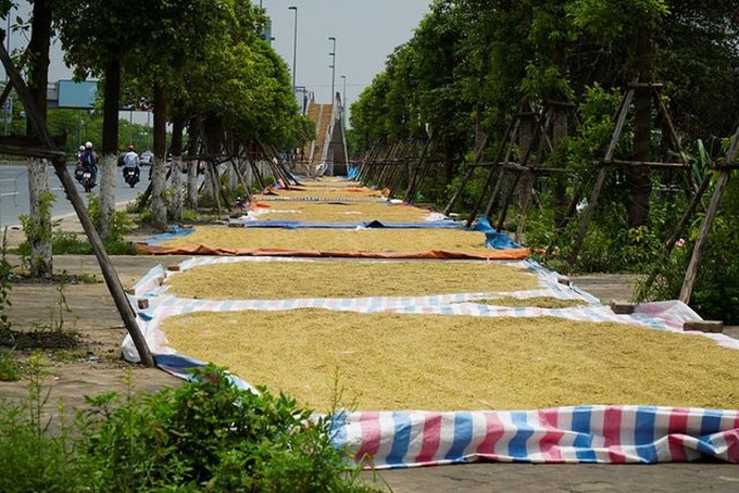 Hanoi farmers dry rice on streets - 5