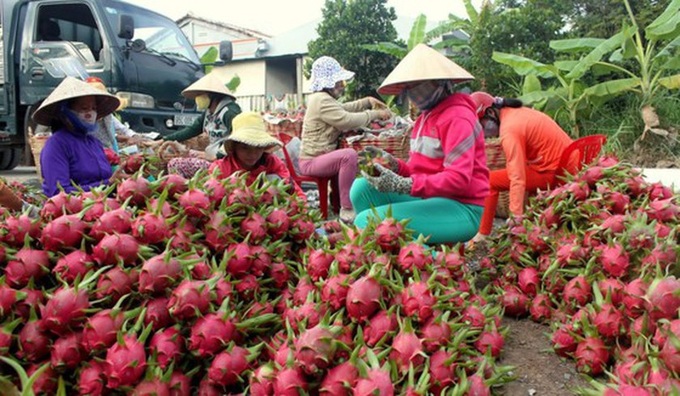 Export of dragon fruit to China by sea freight - 1