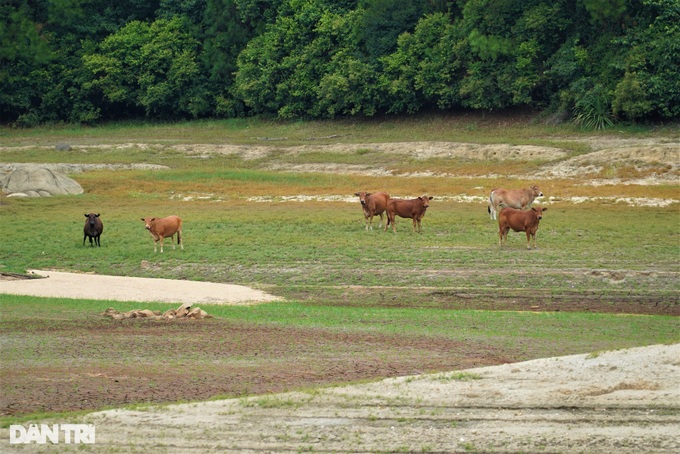 Ha Tinh lake dries out due to prolonged hot weather - 5