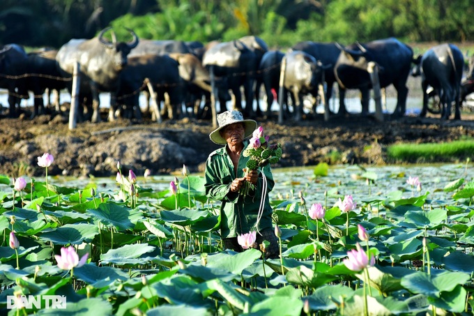 HCM City's buffalo farmer rues rapid urbanisation - 9 HCM City's buffalo farmer rues rapid urbanisation - 9