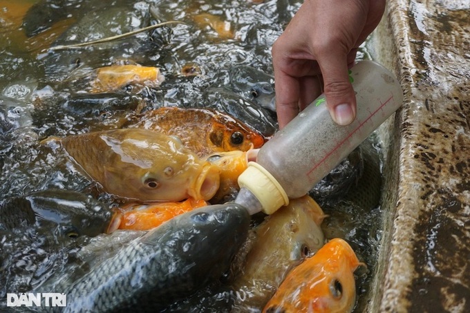 Ben Tre fish farm attracts visitors with well-trained carp - 3