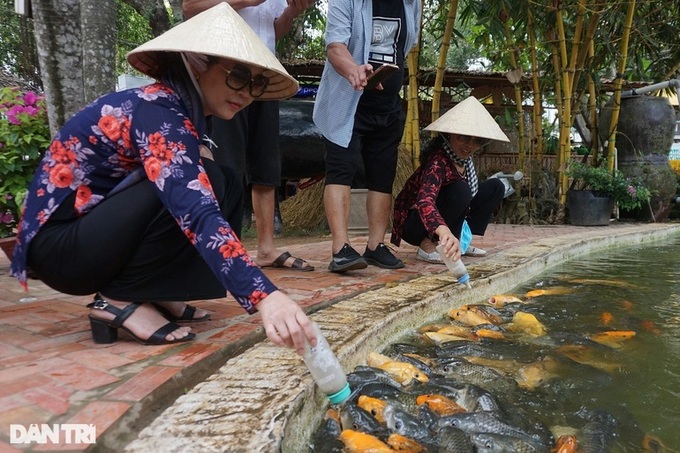 Ben Tre fish farm attracts visitors with well-trained carp - 4