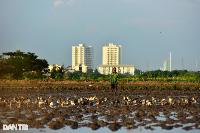 HCM City's buffalo farmer rues rapid urbanisation - 10 HCM City's buffalo farmer rues rapid urbanisation - 10