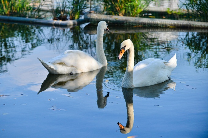 Half of swans at Hanoi lake die - 1