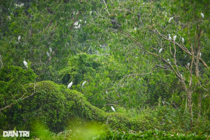 Exploring the beauty of An Giang cajeput forest - 8