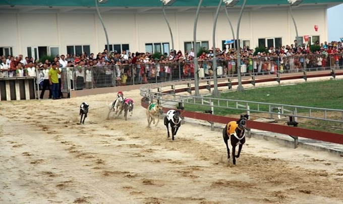 Continuously delayed Ha Tinh greyhound track nears opening - 1 Continuously delayed Ha Tinh greyhound track nears opening - 1