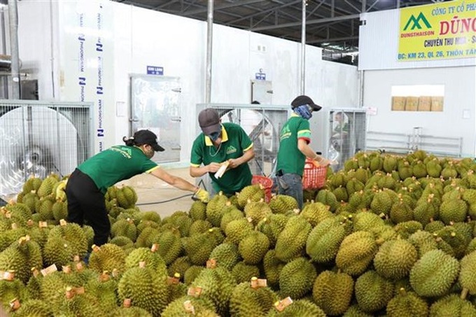First approved batch of Vietnamese durians en route to China - 1