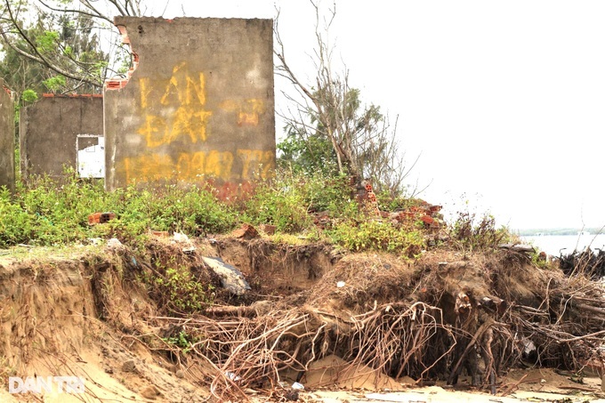 Quang Nam beaches severely eroded - 7