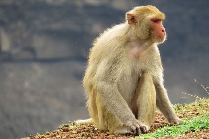 Made-in-Vietnam Covid-19 vaccine tested on monkeys - 1